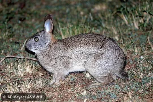 Also as  Uganda Grass Hare.
