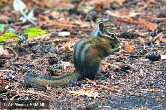 Neotamias siskiyou siskiyou.  Formerly Tamias siskiyou.