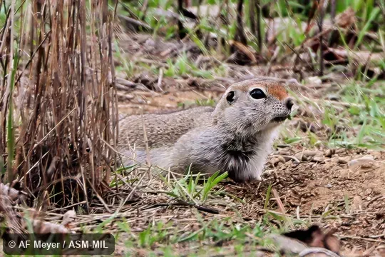 Urocitellus townsendii townsendii.  Formerly Spermophilus townsendii.