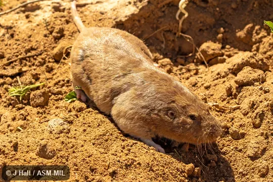 Geomys jugossicularis jugossicularis.  Formerly Geomys bursarius jugossicularis, Plains Pocket Gopher.  Also as  Colorado Pocket Gopher.