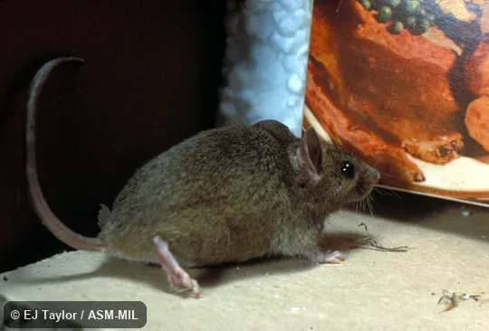Side view of mouse in pantry