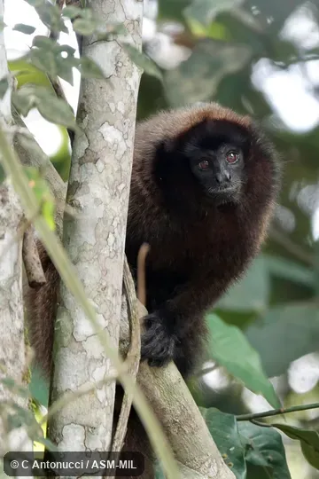 Formerly Callicebus brunneus.  Also as Brown Titi Monkey.