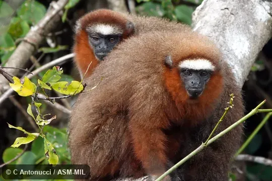 Formerly Callicebus dubius or Plecturocebus dubius, Doubtful Titi. Also as Booted Titi|Hershkovitz's Tit|Dubious Titi. Formerly Callicebus dubius or Plecturocebus dubius, Doubtful Titi. Also as Booted Titi|Hershkovitz's Tit|Dubious Titi.