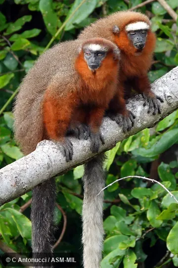 Formerly Callicebus dubius or Plecturocebus dubius, Doubtful Titi.  Also as Booted Titi, Hershkovitz's Tit, Dubious Titi.