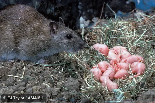 Female at nest with 11 new-born. Also as Common Rat|Domestic Rat|Fancy Rat|Lab Rat|Norway Rat|Sewer Rat. Female at nest with 11 new-born. Also as Common Rat|Domestic Rat|Fancy Rat|Lab Rat|Norway Rat|Sewer Rat.