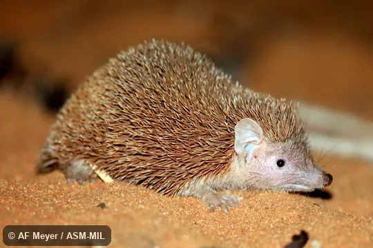 Also as Lesser Madagascar Tenrec.