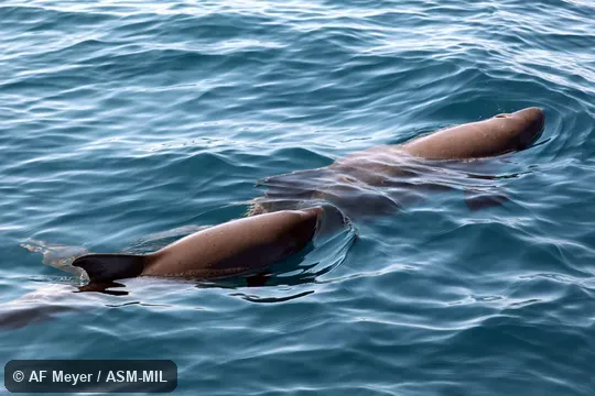Formerly in order Cetacea.  Formerly in Physeteridae.  Also as Owen's Pygmy Whale, Snub-nosed Cachalot.