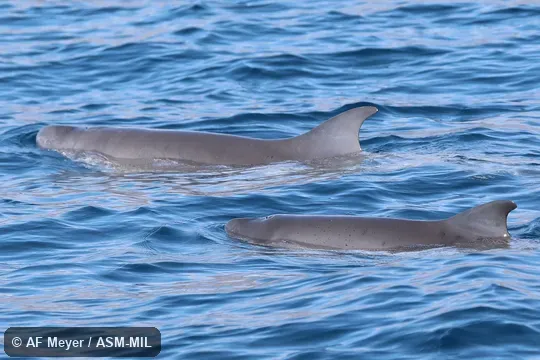 Formerly in order Cetacea.  Formerly in Physeteridae.  Also as Owen's Pygmy Whale, Snub-nosed Cachalot.