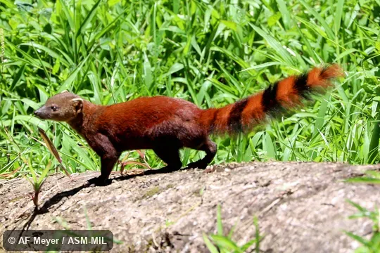 Also as Ring-tailed Vontsira, Vontsira, Vontsira Mena, Kokia, Vontsika.