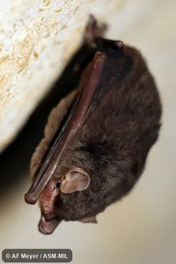 Also as Aellen's Bent-winged Bat.