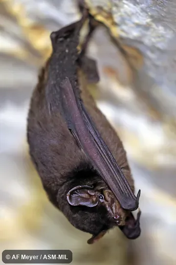 Also as Glen's Bent-winged Bat.  Formerly in Vespertilionidae.