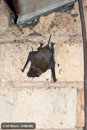 Formerly Chaerephon atsinanana.  Also as Eastern Madagascar Free-tailed Bat.