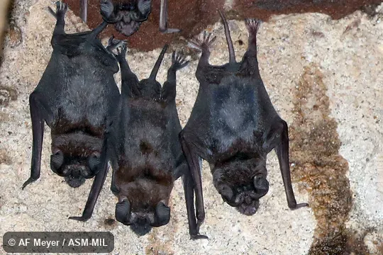 Also as Madagascar White-bellied Free-tailed Bat · White-shouldered Bat. Also as Madagascar White-bellied Free-tailed Bat · White-shouldered Bat.