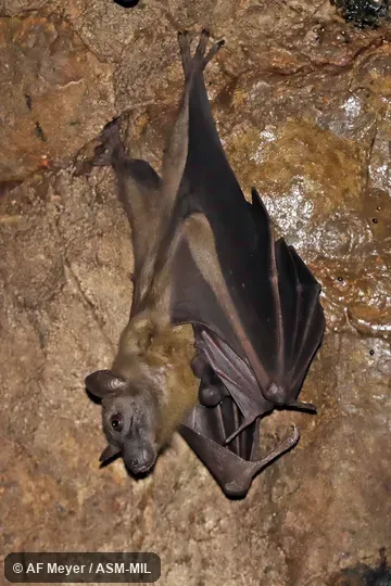 Also as Madagascar Straw Colored Fruit Bat, Malagasy Straw-colored Fruit Bat.