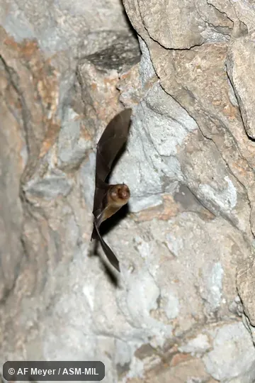 Formerly in Hipposideridae.  Formerly Triaenops rufus.