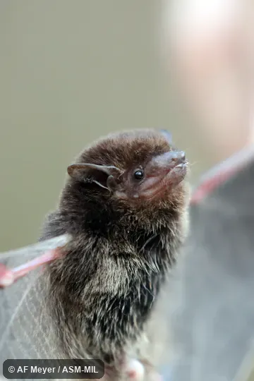 Formerly Hypsugo bemainty.  Also as Kirindy Pipistrelle · Dark Madagascar Pipistrelle.