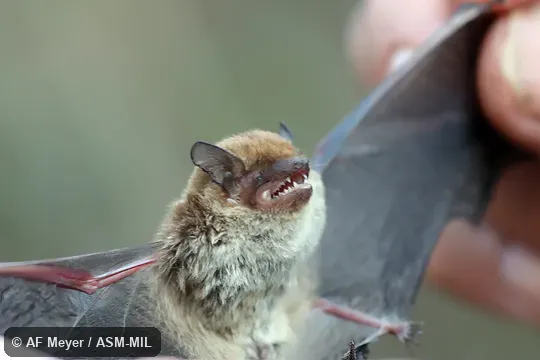 Also as Racey's Pipistrelle Bat. Also as Racey's Pipistrelle Bat.