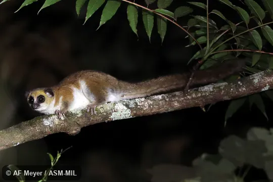 Also as Andy Sabin's Dwarf Lemur.