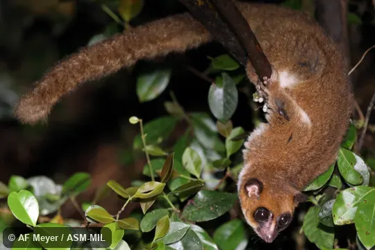 Also as Andringitra Dwarf Lemur, Haute Matsiatra Dwarf Lemur.