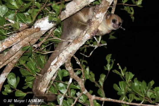 Also as Geoffroy's Dwarf Lemur