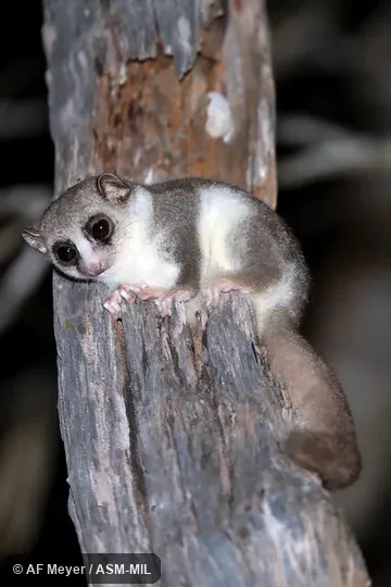 Also as Lesser Dwarf Lemur, Spiny Forest Dwarf Lemur.