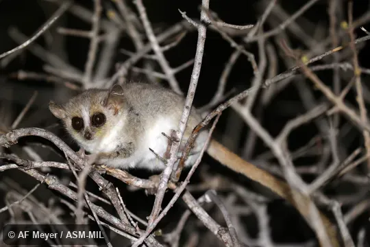 Also as Red-and-gray Mouse Lemur, Reddish-gray Mouse Lemur, Rufous-gray Mouse Lemur.