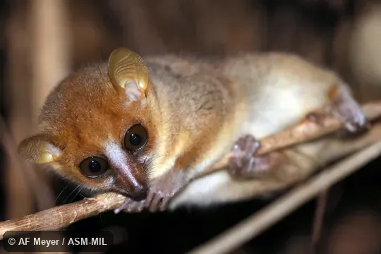 Also as Pygmy Mouse Lemur. Also as Pygmy Mouse Lemur.