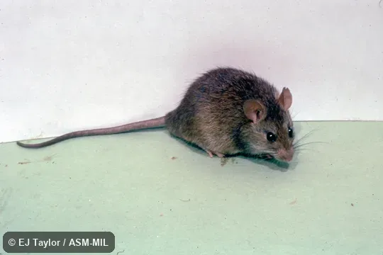 Side view.  Also as Polynesian Rat.