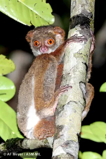 Also as Southern Avahi. Also as Southern Avahi.