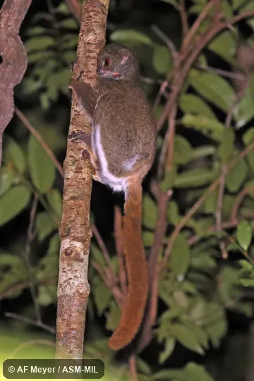 Also as Moore's Woolly Lemur.