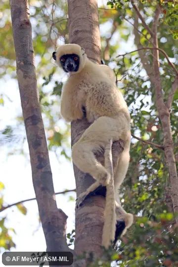 Also as Von der Decken's Sifaka. Also as Von der Decken's Sifaka.