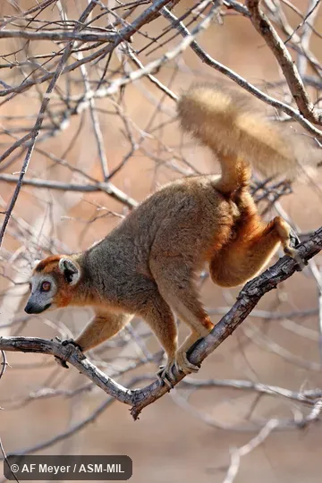 Adult male.