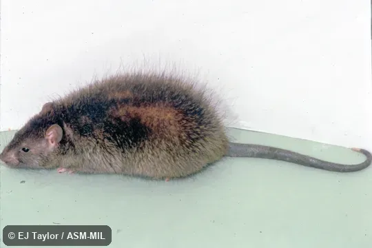 Side view of captive.  Also as Indian Mole-rat|Sind Rice Rat.