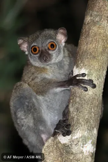 Also as Ankarana Weasel Lemur.