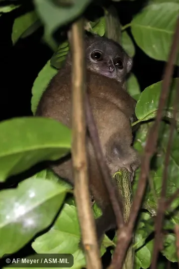 Also as Back-striped Sportive Lemur, Gray-backed Sportive Lemur, Mittermeier's Sportive Lemur.