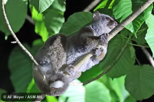 Also as Milne-Edwards's Weasel Lemur.