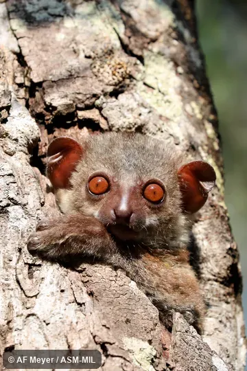 Also as Milne-Edwards's Weasel Lemur.