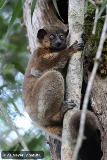 Also as Small-toothed Weasel Lemur.