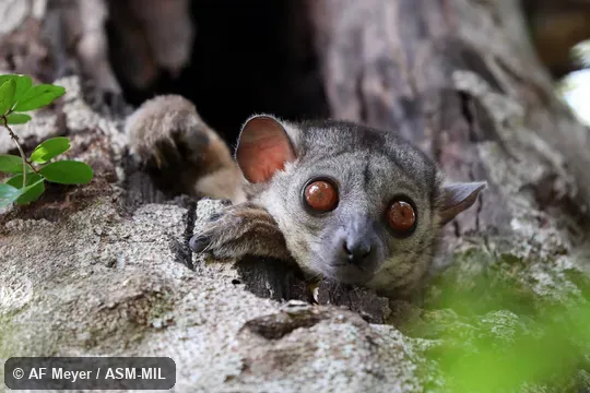 Also as Randrianasolo's Sportive Lemur. Also as Randrianasolo's Sportive Lemur.