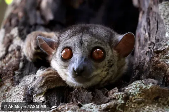 Also as Randrianasolo's Sportive Lemur.