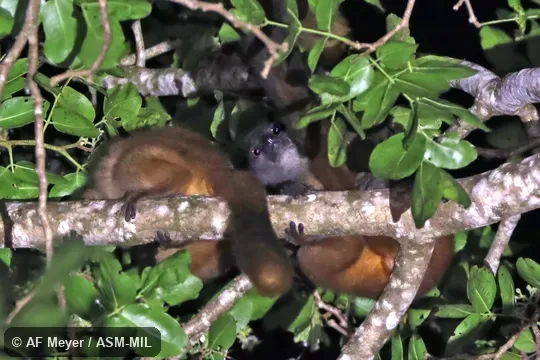 Also as Anjanaharibe-Sud Sportive Lemur. Also as Anjanaharibe-Sud Sportive Lemur.