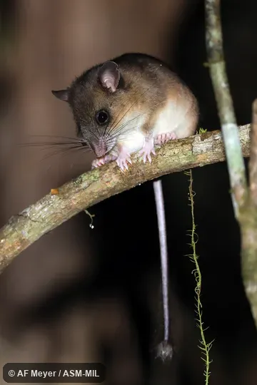 Also as Webb's Tuft-tailed Rat.