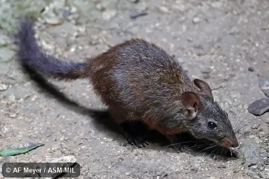 Also as Western Nesomys · Western Red Forest Rat.