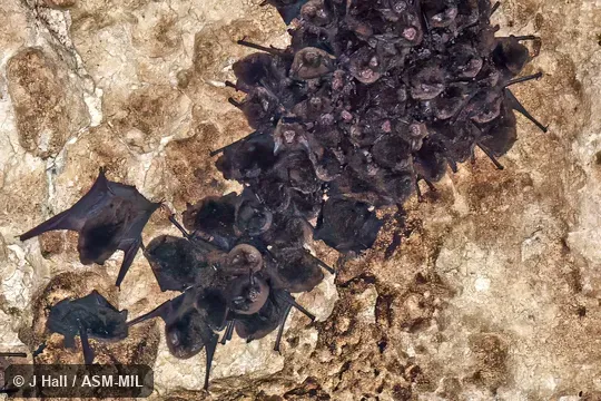 Also as Silky Cave Myotis.