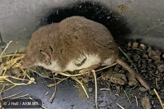 Formerly Soricomorpha.  Also as Bicolored Shrew.