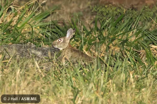 Formerly Sylvilagus floridanus yucatanicus, Eastern Cottontail.  Also as Yucatan Cottontail.