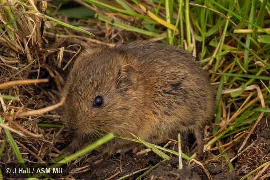 Formerly part of Microtus guentheri, Guenther's Vole. Formerly part of Microtus guentheri, Guenther's Vole.