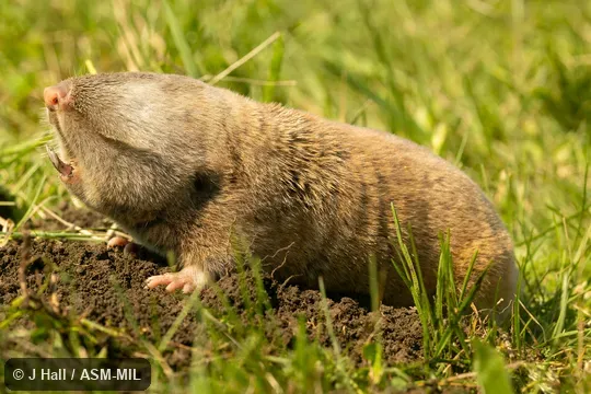 Also as Balkan Blind Mole-rat, Balkan Mole-rat.