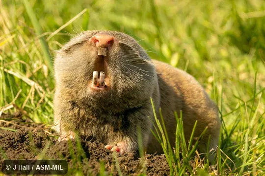 Also as Balkan Blind Mole-rat, Balkan Mole-rat.