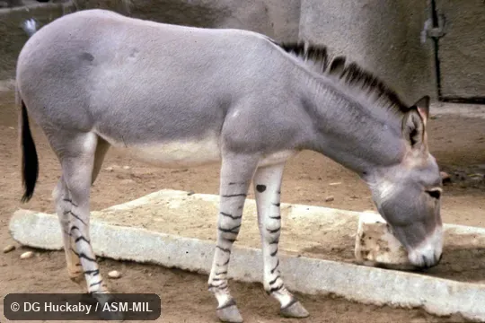 Side view, Equus africanus somalicus (= somaliensis), Somali Wild Ass.  Also as Equus asinus somalicus.